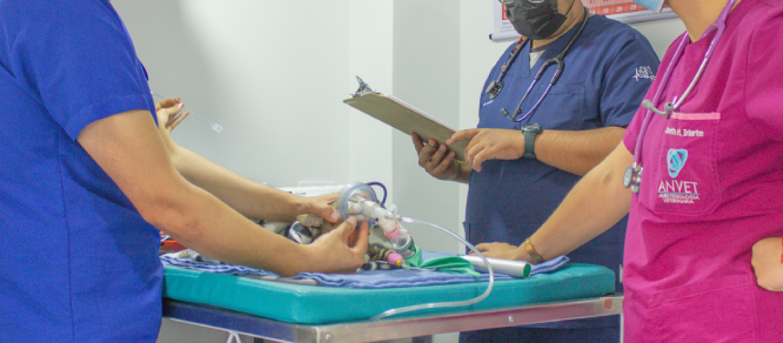anestesia-unidad-de-especialistas-veterinarios